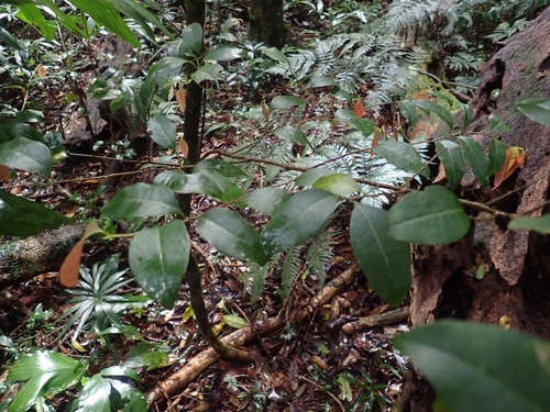 Cleistanthus observed 2026-10-20