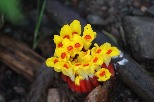 Etlingera fimbriobracteata observed 2026-06-20