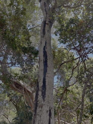 Semecarpus observed 2026-10-22