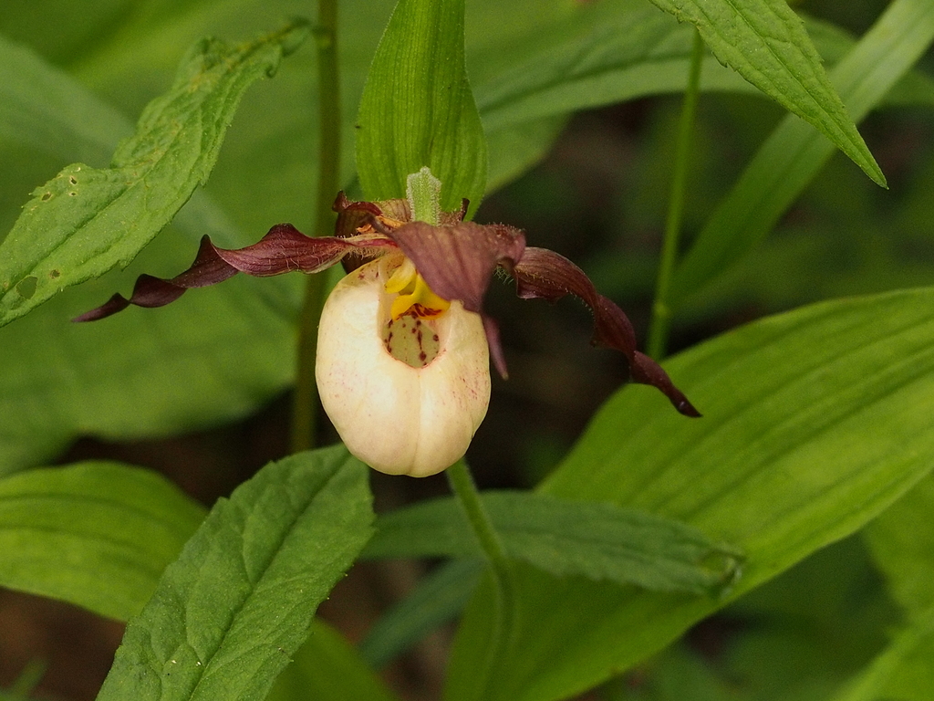 Cypripedium × andrewsii A.M.Fuller 3