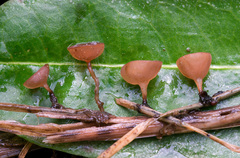 Sclerotinia