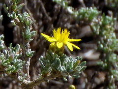 Oedera humilis
