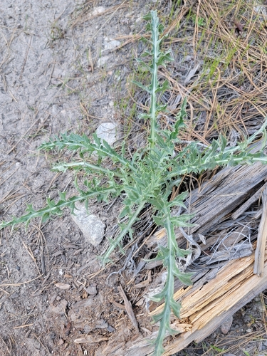 wavyleaf thistle