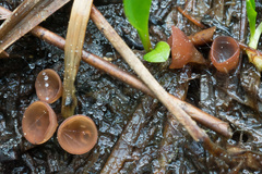 Sclerotinia