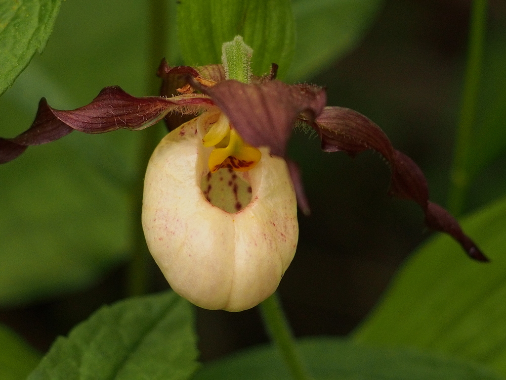 Cypripedium × andrewsii A.M.Fuller 2