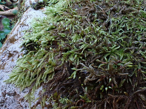 Rhynchostegium murale, 2026-10-16