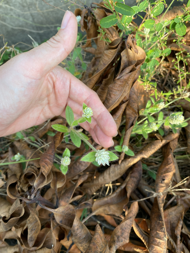 Gomphrena serrata observed 2026-10-22