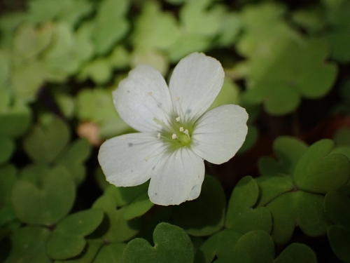 Oxalis magellanica observed 2026-10-22