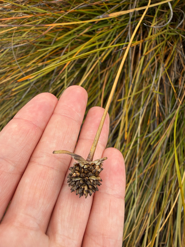 Gymnoschoenus sphaerocephalus observed 2026-10-22
