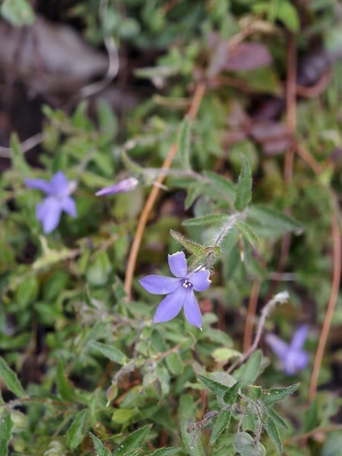 Marianthus drummondianus observed 2026-10-11