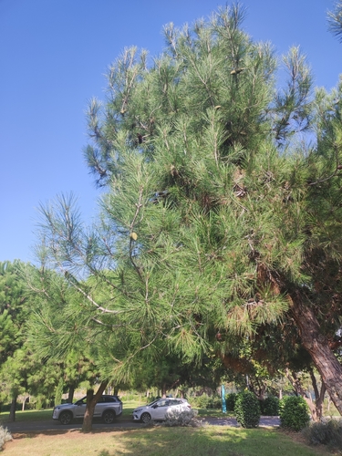 Pinus brutia observed 2026-10-22