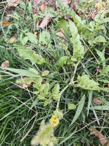 Citrullus lanatus observed 2026-10-22