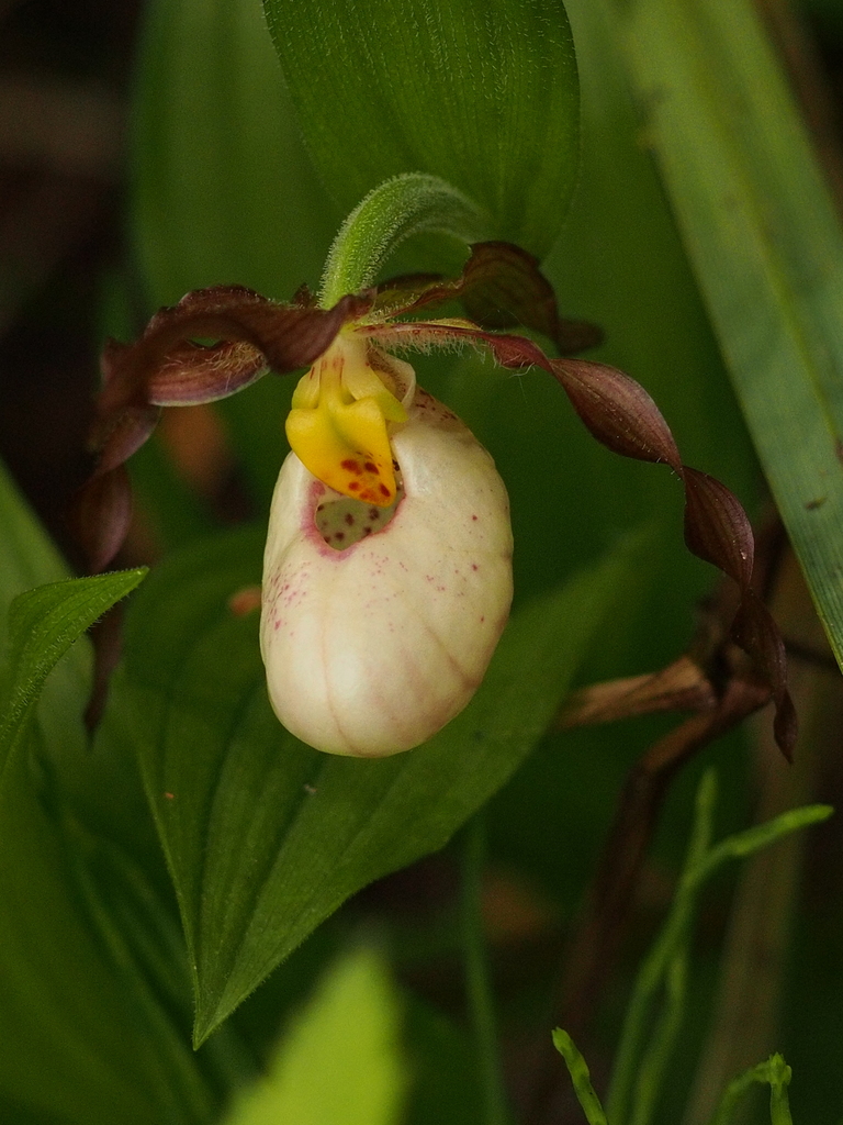 Cypripedium × andrewsii A.M.Fuller