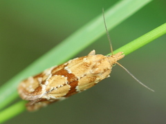 Aethes hartmanniana
