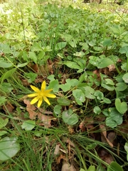Ficaria verna