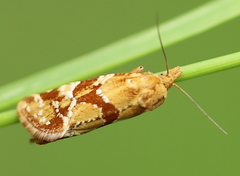 Aethes hartmanniana
