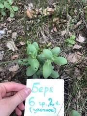 Hylotelephium maximum ruprechtii