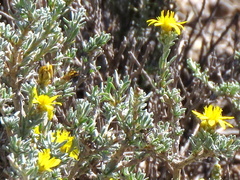 Oedera humilis