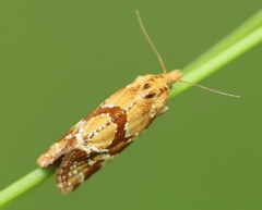 Aethes hartmanniana