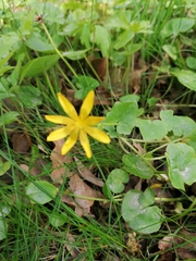 Ficaria verna
