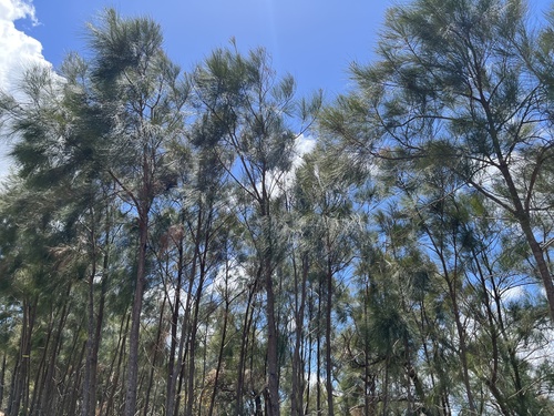 Casuarina collina observed 2026-10-22