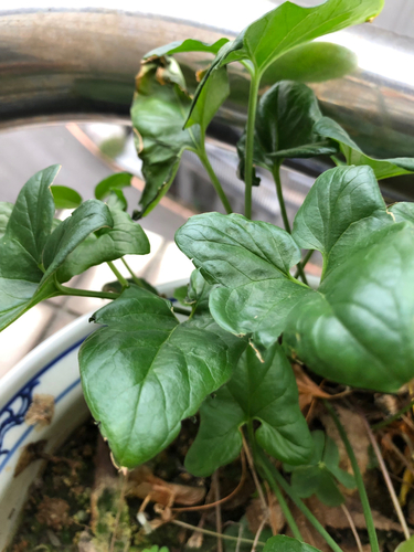 Typhonium blumei observed 2026-10-22
