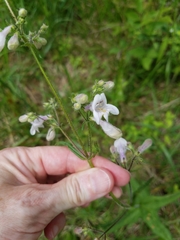 Penstemon