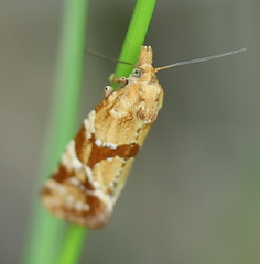 Aethes hartmanniana