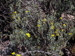 Oedera humilis