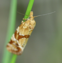 Aethes hartmanniana