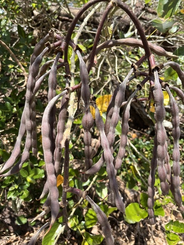 Erythrina fusca observed 2026-10-22