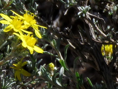 Oedera humilis