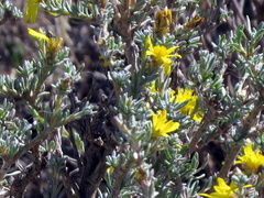 Oedera humilis