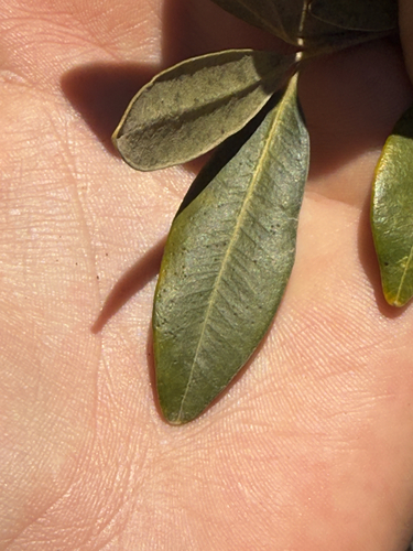 Alyxia spicata observed 2026-10-05