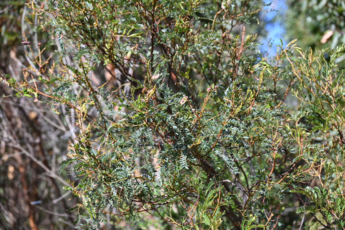 Acacia terminalis observed 2026-10-22