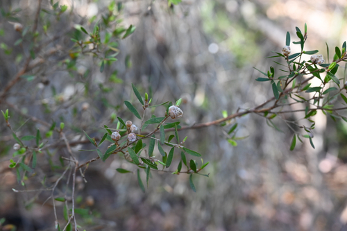 Leptospermum trinervium, 2026-10-22