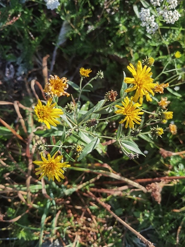 Hieracium umbellatum observed 2026-10-20