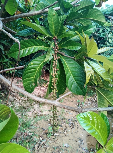 Barringtonia racemosa observed 2026-10-22