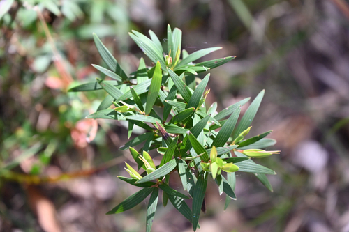 Leucopogon lanceolatus observed 2026-10-22