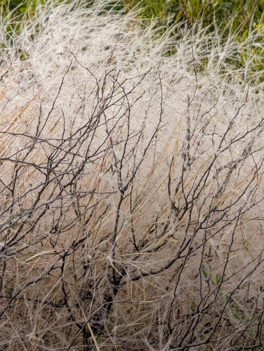 Austrostipa elegantissima observed 2026-10-22