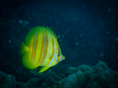 Chaetodon rainfordi observed 2026-10-16