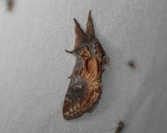 Notodonta scitipennis