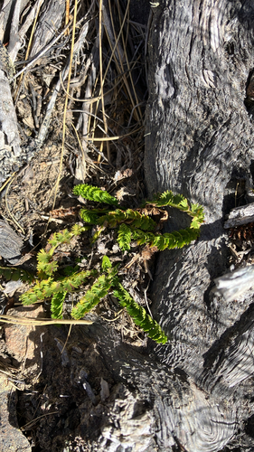 Anisotome aromatica observed 2026-10-22