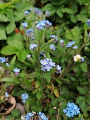 Myosotis sylvatica