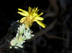 Oedera humilis