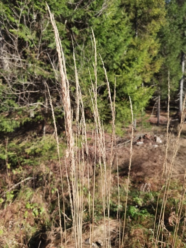 Calamagrostis arundinacea observed 2026-10-20