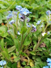 Myosotis sylvatica
