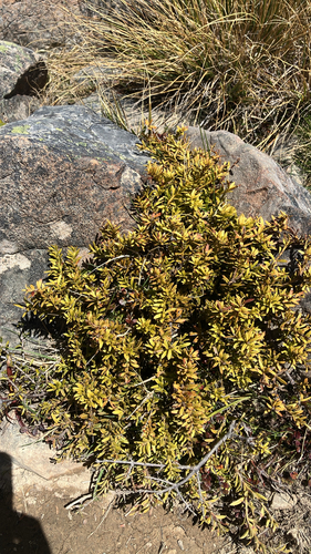 Podocarpus nivalis observed 2026-10-22