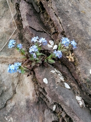 Myosotis sylvatica