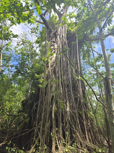 Ficus prolixa observed 2026-10-22